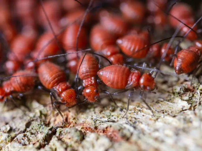 Pest Management Services, Inc. Picture 2