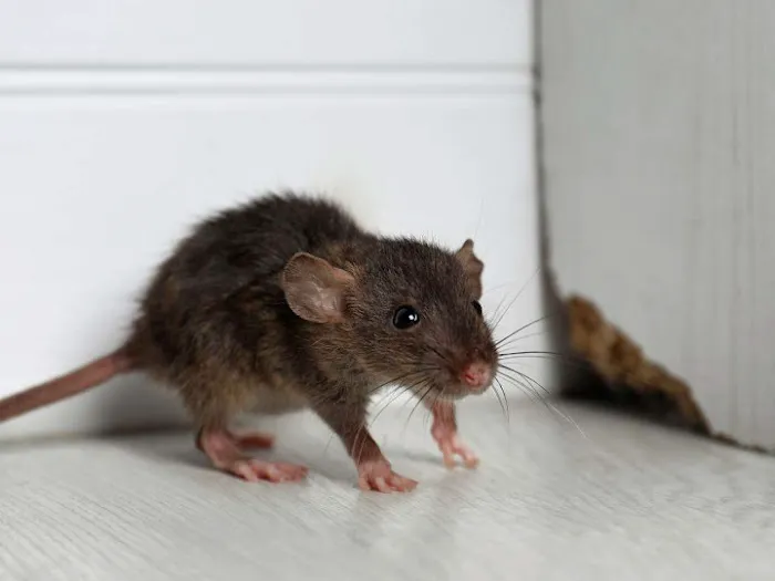 Pest Management Services, Inc. Picture 4