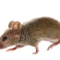 Rose Pest Solutions ico