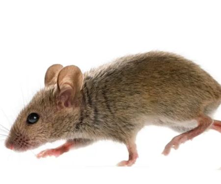 Rose Pest Solutions