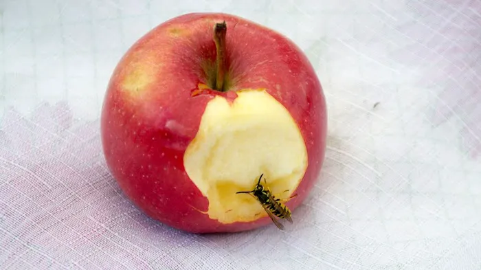 Rose Pest Solutions Picture 8