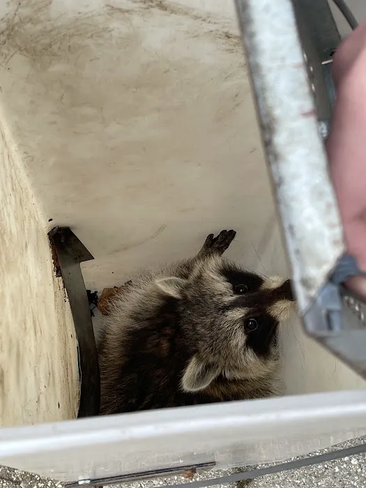 Best Way Animal Removal Picture 8