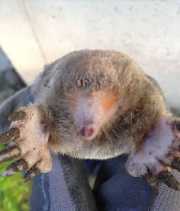 Best Way Animal Removal Picture 2