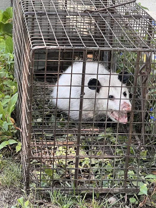 Best Way Animal Removal Picture 5