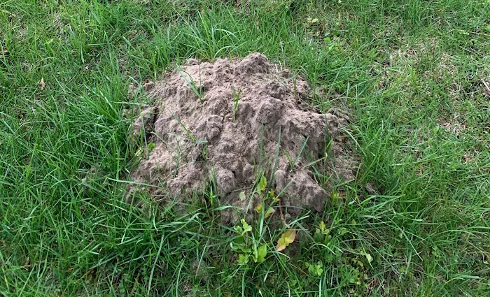 Best Way Animal Removal Picture 9