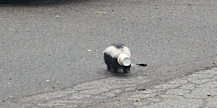 Lakeshore Wildlife Removal LLC Picture 3