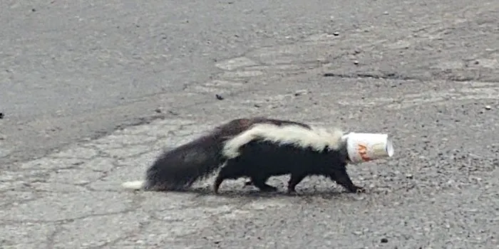 Lakeshore Wildlife Removal LLC Picture 2