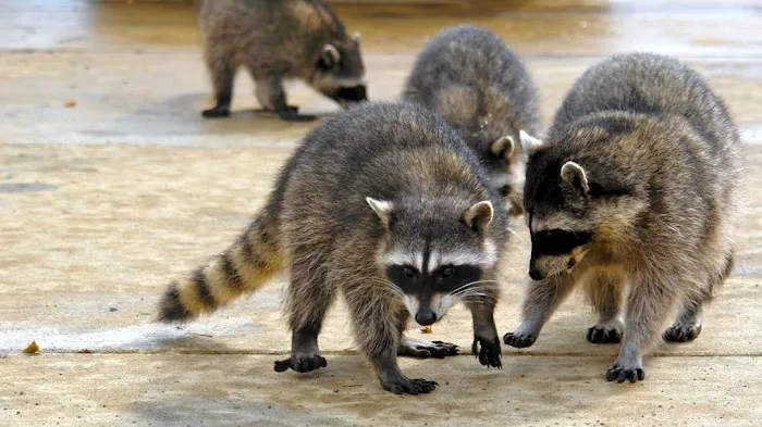 Lakeshore Wildlife Removal LLC Picture 4