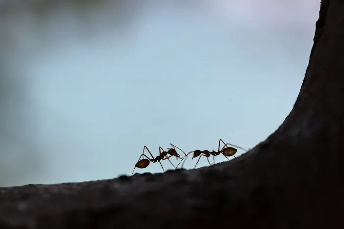 Ed Edelmayer Termite & Pest Picture 2