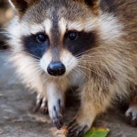 John Benson Pest Removal Services ico