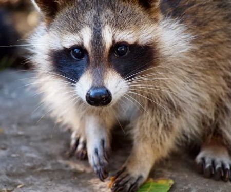 John Benson Pest Removal Services