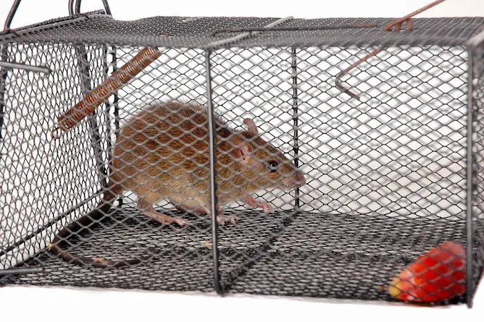 John Benson Pest Removal Services Picture 3