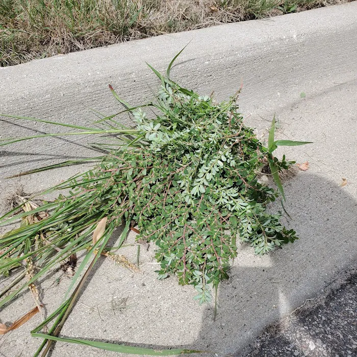 Lawn Doctor of Grand Rapids Picture 10