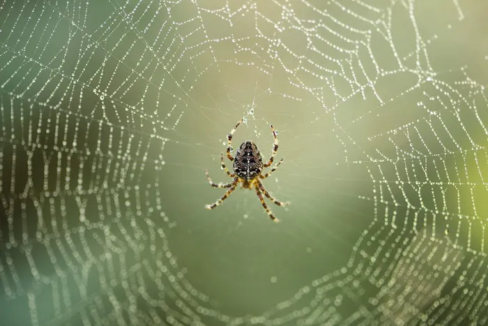 Smitter Pest Control Co Picture 4
