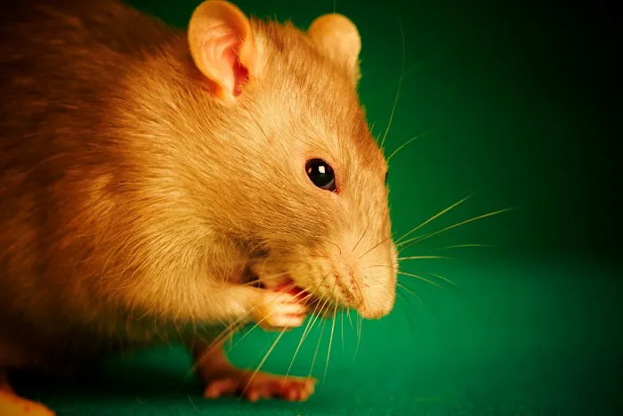 Smitter Pest Control Co Picture 5