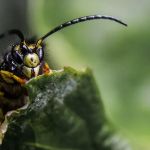 Smitter Pest Control Co