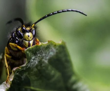 Smitter Pest Control Co
