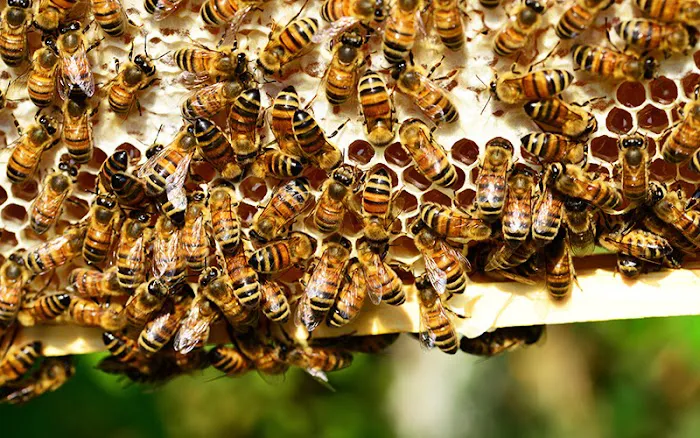 Smitter Pest Control Co Picture 3