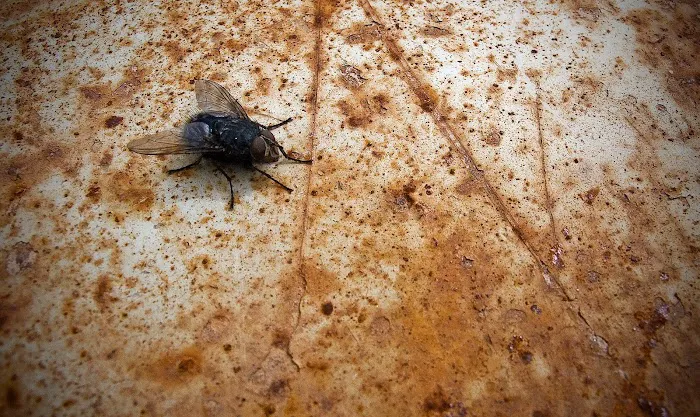 Smitter Pest Control Co Picture 8