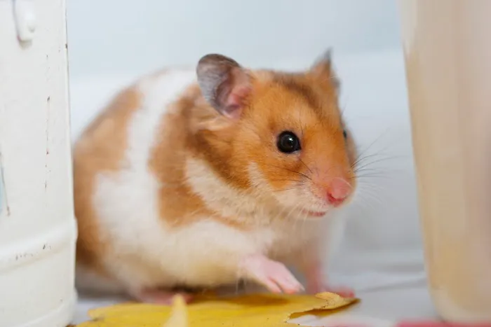 Smitter Pest Control Co Picture 9