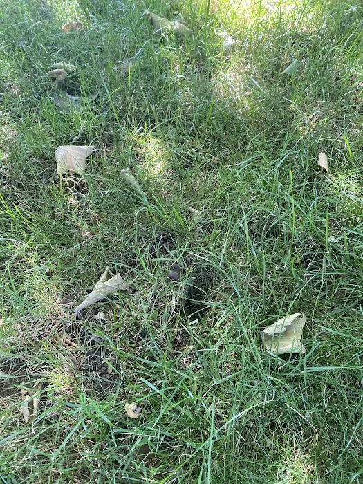 Greenix Pest Control Picture 7