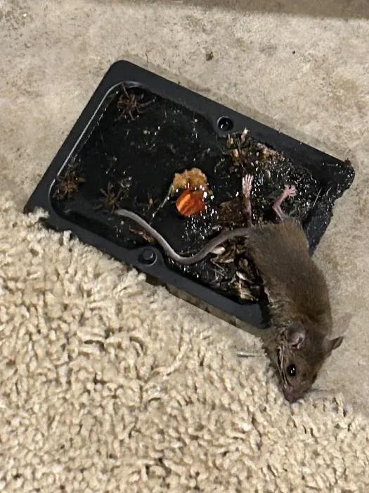 Greenix Pest Control Picture 9