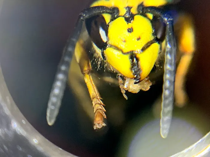 True Blue Termite and Pest Control Picture 1