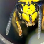 True Blue Termite and Pest Control