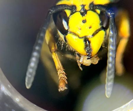 True Blue Termite and Pest Control