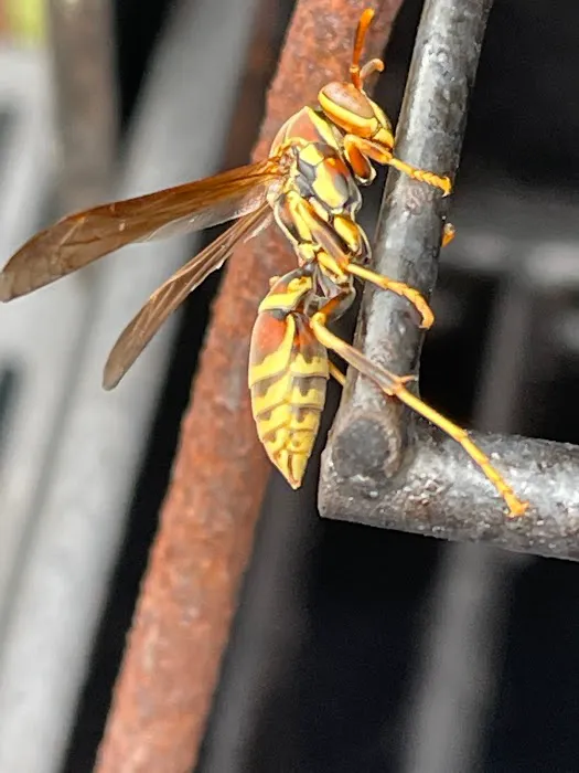 True Blue Termite and Pest Control Picture 3