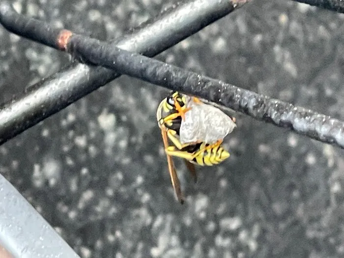 True Blue Termite and Pest Control Picture 4