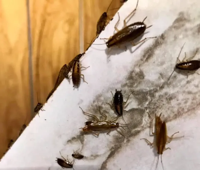 True Blue Termite and Pest Control Picture 2