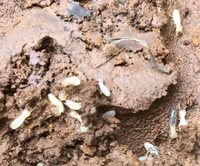 True Blue Termite and Pest Control Picture 9