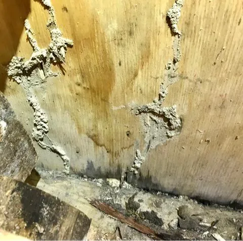 True Blue Termite and Pest Control Picture 7