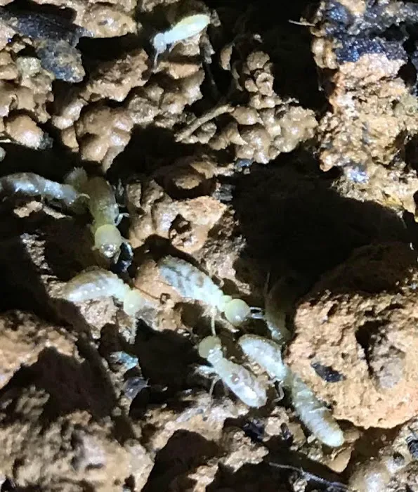 True Blue Termite and Pest Control Picture 8