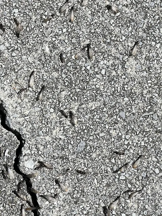 True Blue Termite and Pest Control Picture 10
