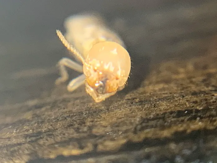 True Blue Termite and Pest Control Picture 5