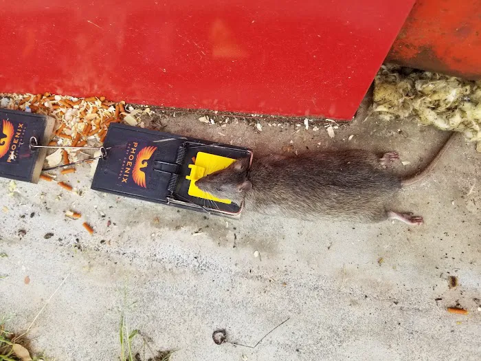 Phoenix Pest Control Picture 4