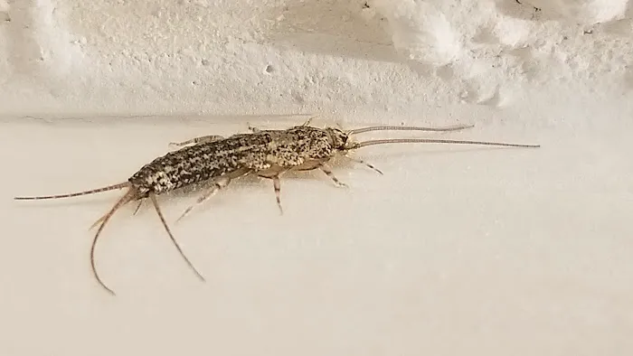 Phoenix Pest Control Picture 2