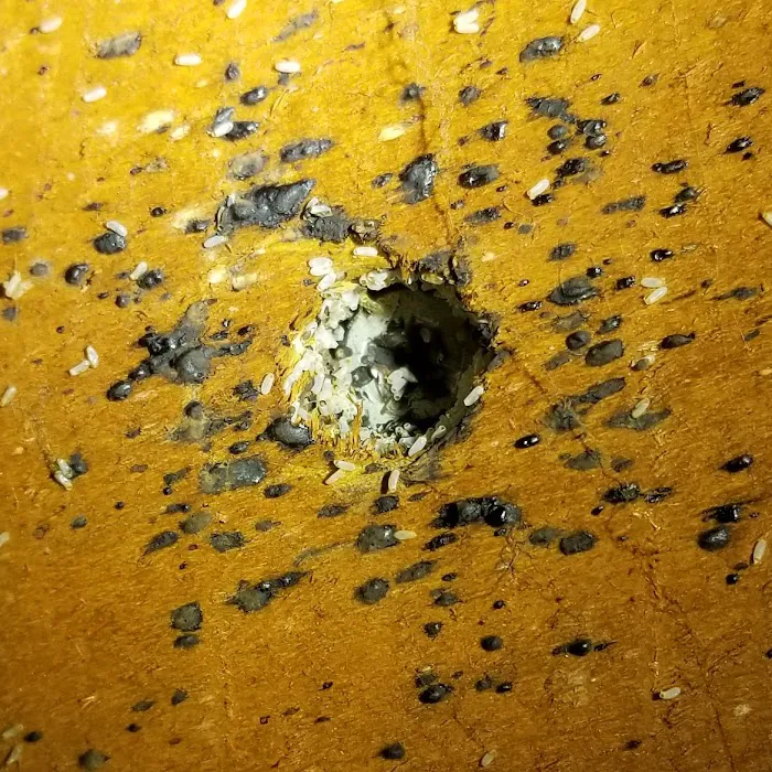 Phoenix Pest Control Picture 10