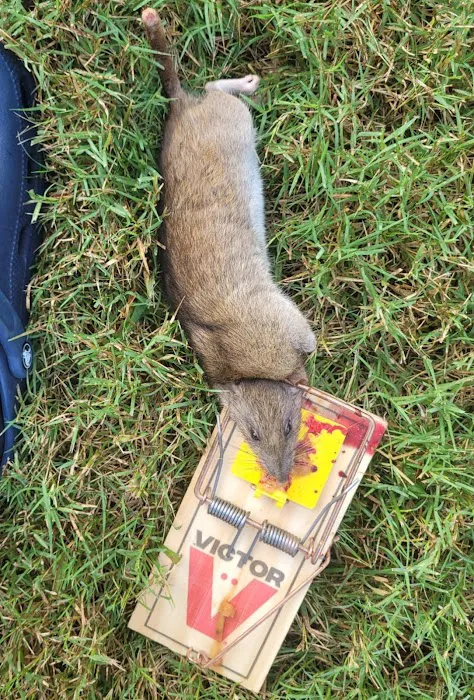 Phoenix Pest Control Picture 7