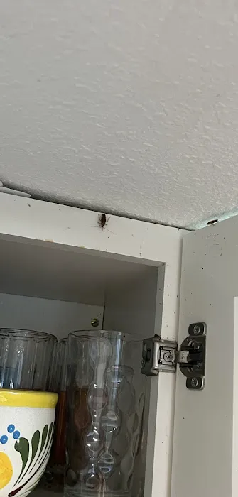 Arrow Exterminators Picture 2