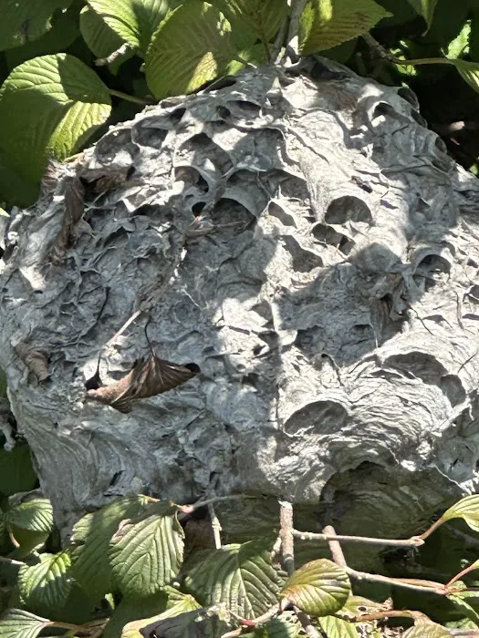 Essential Pest Control Picture 10