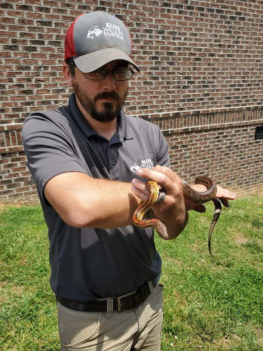 Elite Wildlife Control Picture 10