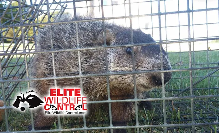 Elite Wildlife Control Picture 1