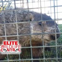Elite Wildlife Control ico