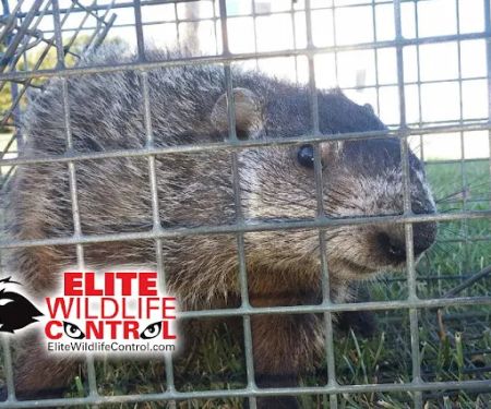 Elite Wildlife Control