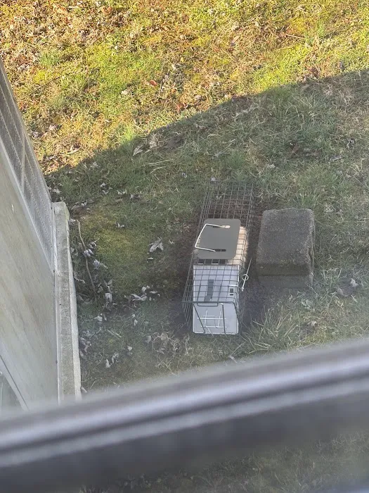 Elite Wildlife Control Picture 9