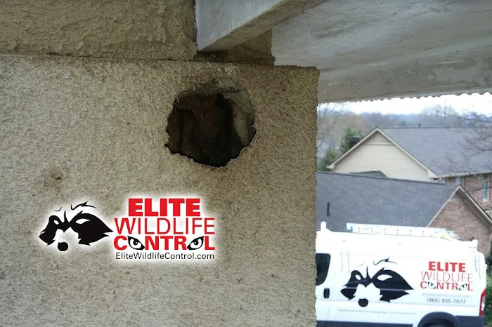 Elite Wildlife Control Picture 2