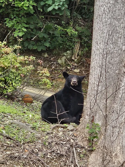 Top Flight Wildlife Picture 3